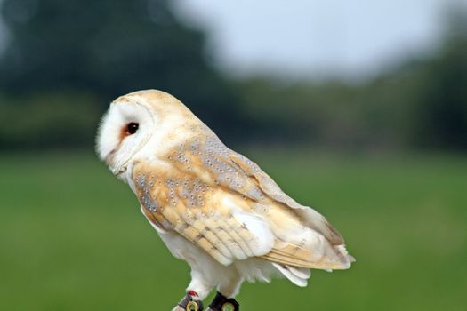 bird of prey