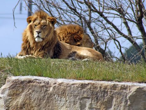 lions layed down