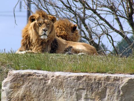 large male lions