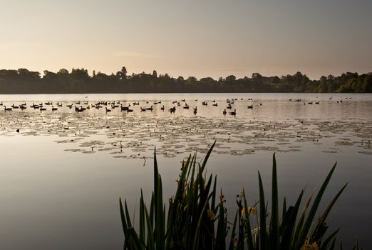 Ellesmere Lake in Shropshire at sunrise with ducks silhouetted in the early morning light