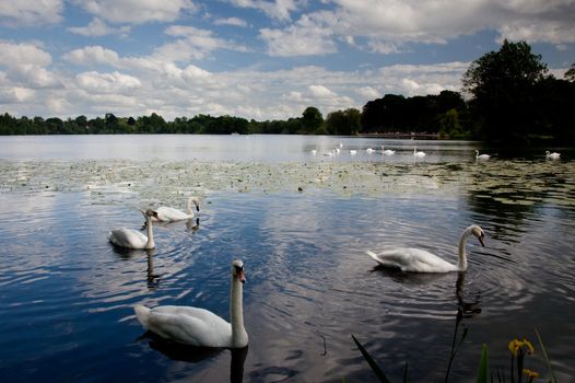 View of Ellesmere Lake in Shropshire with swans