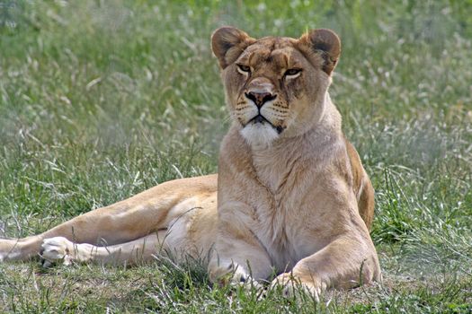 large female lion