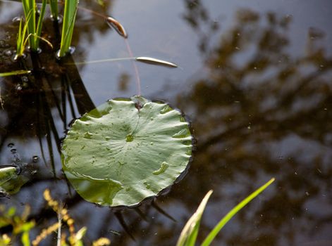 Close-up of lily leaf on surface of lake
