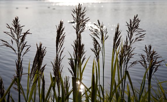Lake scene with grasses framing a sunlit lake