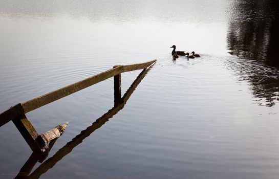 Lake scene with submerged fence leading to duck with three small ducklings