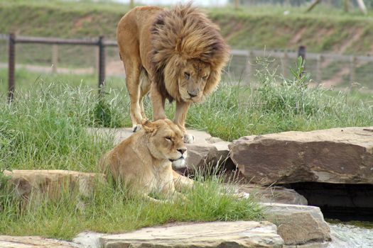 lions at the zoo