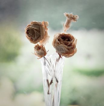 Ancient flowers showing decay due to old age