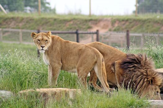 male and female lions