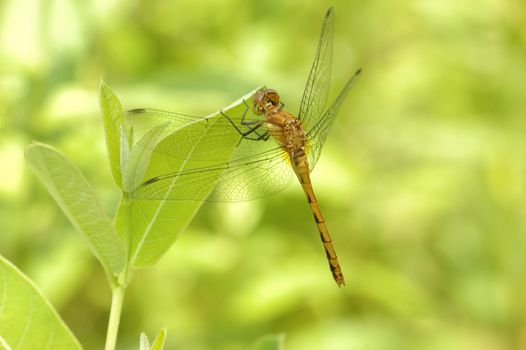 Female Yellow-legged Meadowhawk perched on a plant leaf.