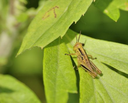 A grasshopper perched on a plant leaf.