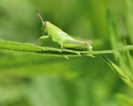 A grasshopper perched on a plant leaf.