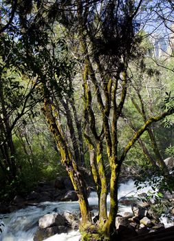 Tree by raging river from Bridal Veil falls in Yosemite valley