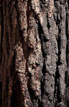 Close up of burnt bark on a fir tree after forest fire