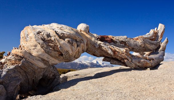 Old trunk frames a view of distant mountains in Yosemite valley