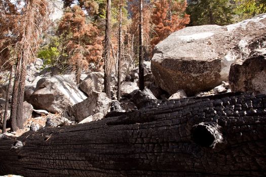 Blackened trunks show the signs of raging forest fire