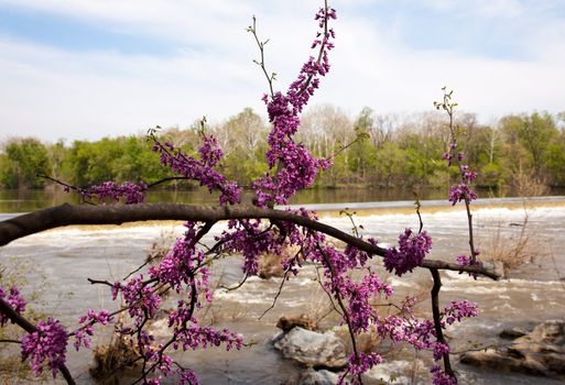 The dam on the Potomac river by Great Falls with spring blossom in foreground