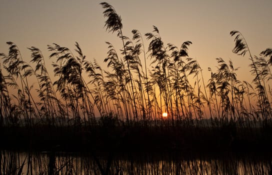 In the early morning light, these reeds.