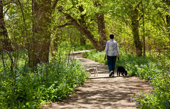 Middle aged lady with two small puppies on a walk through the bluebells by the side of the Potamac rive