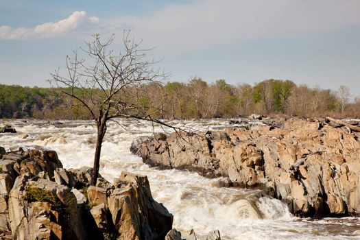 Great Falls on the Potomac near Washington with a small tree struggling to survive on the rocks