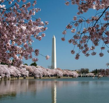 Cherry Blossoms surrounding Washington Monument and reflected in Tidal Basin