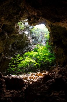 Cave covered with trees.