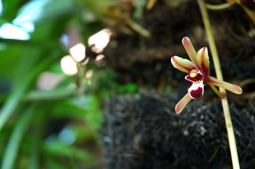brown orchid that growth well in indonesia