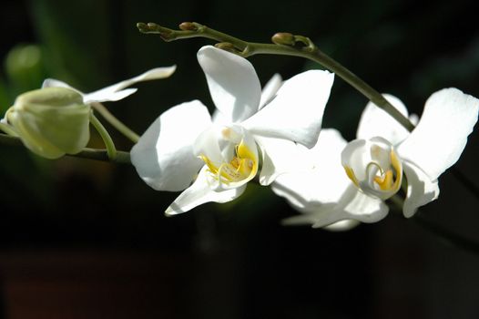 white orchid that growth well in indonesia