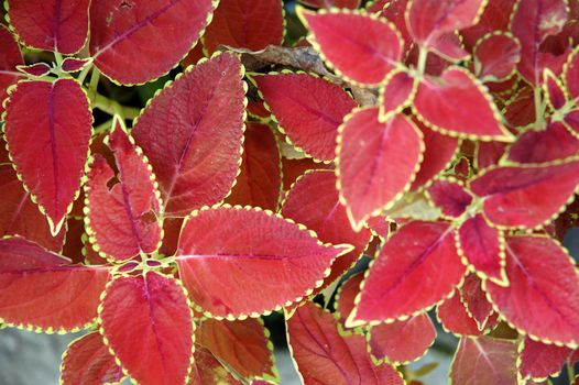 Abstract view of red leaf with shallow dof