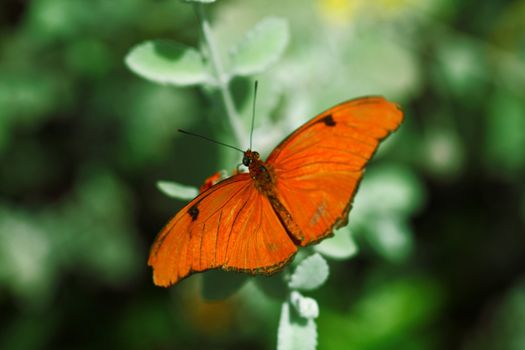 Orange Julia Heliconian butterfly (Dryus iulia) against a green background.