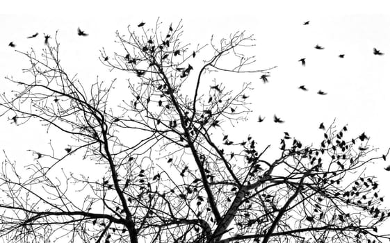 tree with large group of birds flying around in silhouette         