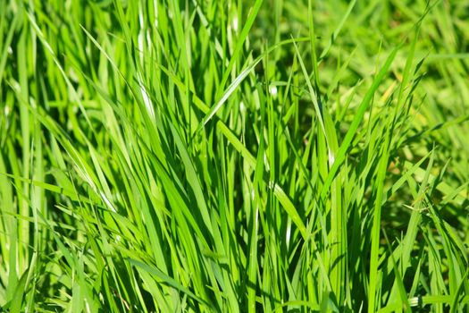 Large blades of green grass.