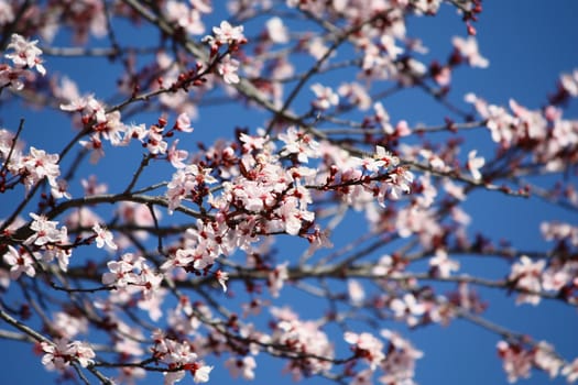 Cherry tree blossoms