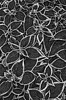 infra red black and white texture of nettle plant leaves