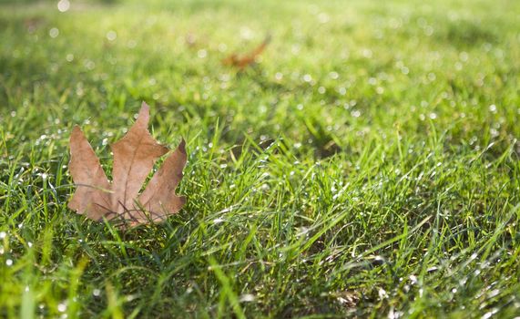 fragmented Maple leaf on grass.