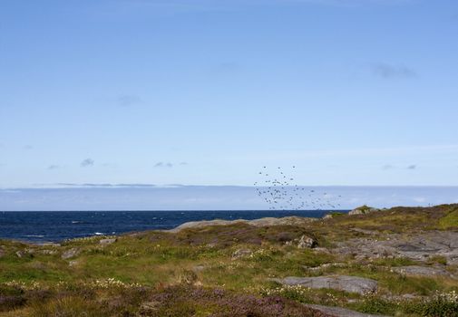 A flock of birds in a beautiful coastal landscape