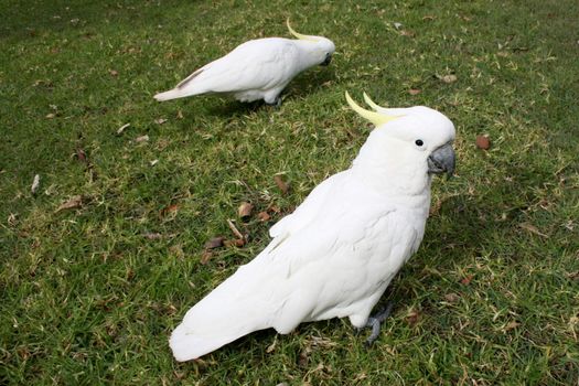 Two cockatoos in a Sydney park