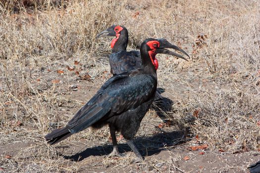 A couple of Southern Ground Hornbills - male and female
