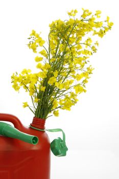 Red jerrycan with yellow blooming rape - isolated on white background