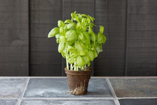 Basil in an outside kitchen