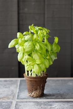 Basil in an outside kitchen