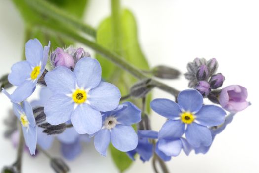 Close-up of forget-me-not blossoms over white background