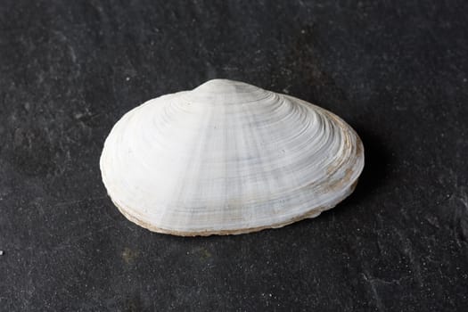 Beautiful seashells