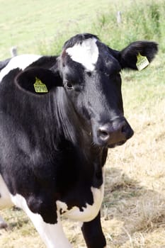 A cow looking into the camera