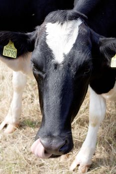 A cow looking into the camera