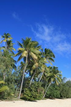 Palms on an exotic island in Fiji