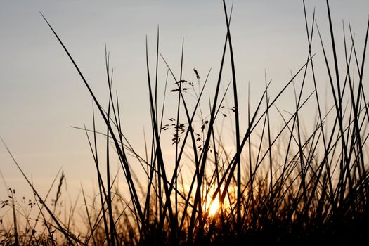 Vegetation in the sunset