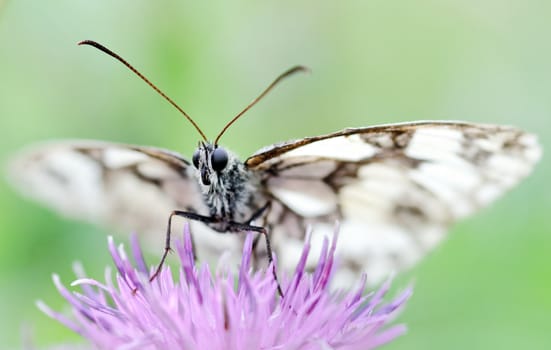 a butterfly on a flower