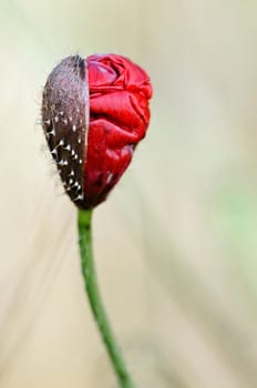  a blooming poppy