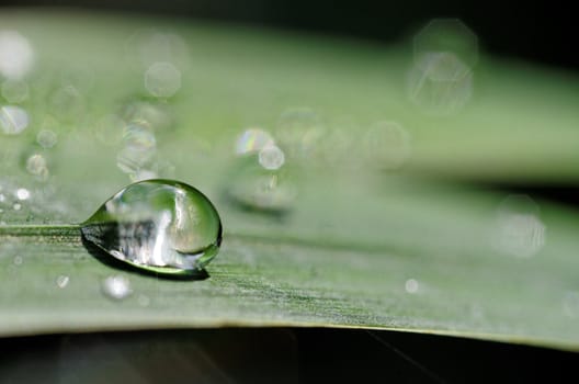 a drop on plant leaf