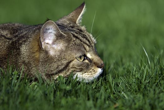 a tabby cat lying in the grass